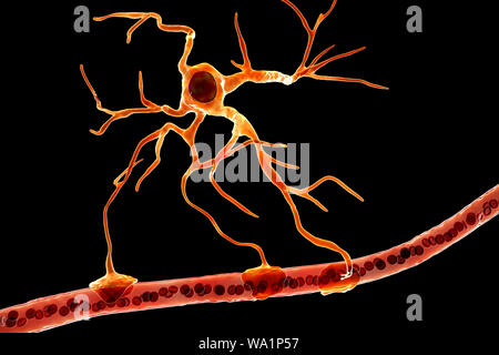 Astrocyte und Blutgefäßen, computer Abbildung. Astrozyten und Gliazellen des Gehirns, auch als astroglia bekannt, neuronale Zellen Blutgefäße anschließen und die Blut-Hirn-Schranke. Stockfoto