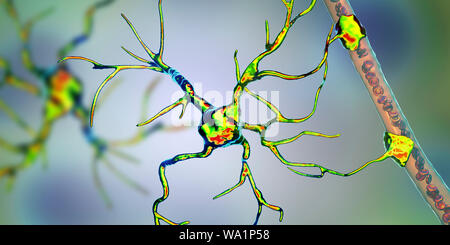 Astrocyte und Blutgefäßen, computer Abbildung. Astrozyten und Gliazellen des Gehirns, auch als astroglia bekannt, neuronale Zellen Blutgefäße anschließen und die Blut-Hirn-Schranke. Stockfoto