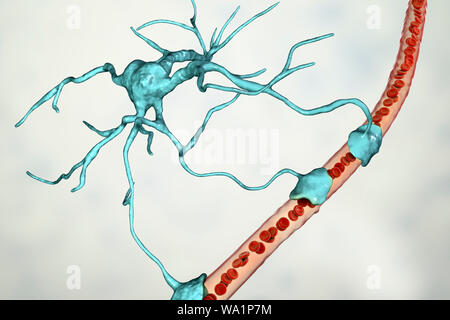 Astrocyte und Blutgefäßen, computer Abbildung. Astrozyten und Gliazellen des Gehirns, auch als astroglia bekannt, neuronale Zellen Blutgefäße anschließen und die Blut-Hirn-Schranke. Stockfoto