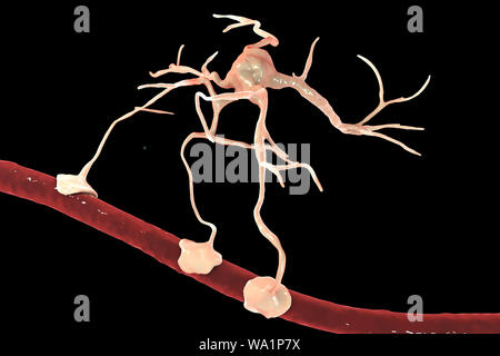 Astrocyte und Blutgefäßen, computer Abbildung. Astrozyten und Gliazellen des Gehirns, auch als astroglia bekannt, neuronale Zellen Blutgefäße anschließen und die Blut-Hirn-Schranke. Stockfoto