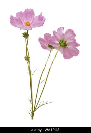 Rosa cosmos Blumen auf weißem Hintergrund closeup isoliert Stockfoto