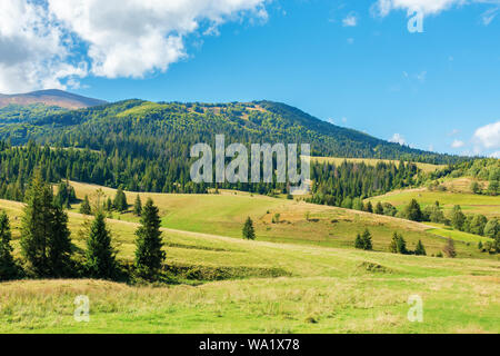 Wunderbare Herbst am Nachmittag in den Bergen. Fichten auf der Rolling Hills. sonniges Wetter mit Puffy cloudscape auf den blauen Himmel. Karpaten countrysid Stockfoto