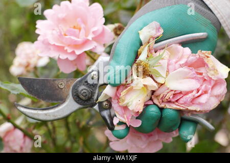 Rosa 'Silver Jubilee'. Blass rosa Blüten sind im Leerrücklauf mit gartenschere Blüte - Sommer zu verlängern. Großbritannien Stockfoto