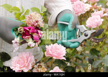 Rosa 'Silver Jubilee'. Blass rosa Blüten sind im Leerrücklauf mit gartenschere Blüte - Sommer zu verlängern. Großbritannien Stockfoto