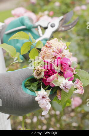 Rosa 'Silver Jubilee'. Blass rosa Blüten sind im Leerrücklauf mit gartenschere Blüte - Sommer zu verlängern. Großbritannien Stockfoto