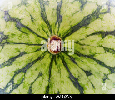 Abstrakte Muster der Wassermelone, gestreifte Kruste der Wassermelone für Textur Hintergrund. Stockfoto