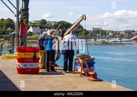 8. August 2019 Shore crew Landung ein Fang von Krebsen aus einem kleinen Schiff an Ardglass Hafen auf einem hellen, sonnigen Nachmittag Stockfoto