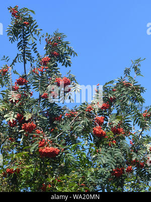 Rote Beeren auf einem Berg Asche oder Eberesche (Sorbus aucuparia) Baum im Spätsommer Gegensatz gegen einen strahlend blauen Himmel. Bedgebury Wald, Kent, Großbritannien. Stockfoto