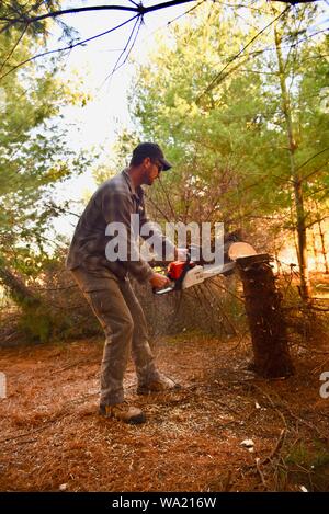 Passen Mann schneiden felling Tanne mit Stihl Kettensäge im Spätherbst bei Sonnenuntergang, Schneiden für Weihnachtsbaum oder Clearing Woods, Wisconsin, USA Stockfoto