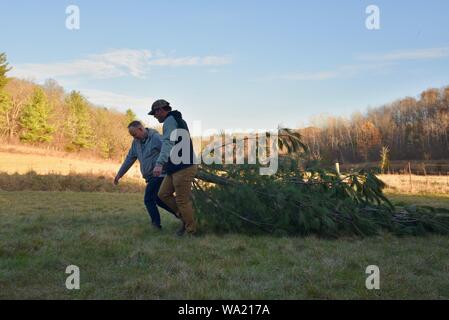 Zwei Männer zusammen Schleppen und Ziehen eines frisch geschnittene Kiefer in den späten Herbst, mit nach Hause nehmen für einen traditionellen Weihnachtsbaum, Wisconsin, USA Stockfoto