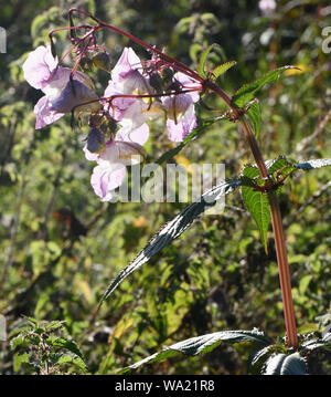 Blüten, Knospen und explosiven Samenkapseln von Himalayan Balsam (Impatiens glandulifera) zunehmend unter Brennessel (Urtica dioica) in ungewöhnlich trockenen s Stockfoto