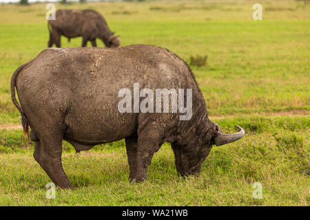 Farbfoto der Beweidung afrikanischen Büffel im Profil, in Kenia. Stockfoto