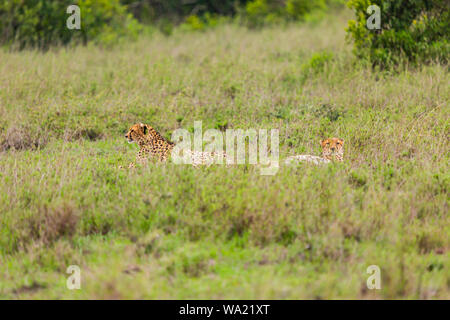 Farbe Tierwelt Foto von zwei teilweise verdeckten Geparden ruht in der kenianischen Savanne. Stockfoto