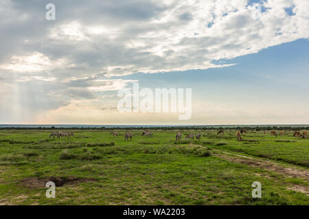 Farbe Landschaft Foto der Afrikanischen Savanne mit Zebra im Abstand unter Abendhimmel, in Kenia. Stockfoto