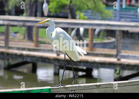 Silberreiher (Ardea alba) entlang der Schiene bei Gatorland Florida Stockfoto