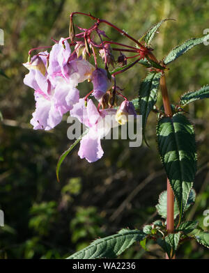 Blüten, Knospen und explosiven Samenkapseln von Himalayan Balsam (Impatiens glandulifera) zunehmend unter Brennessel (Urtica dioica) in ungewöhnlich trockenen s