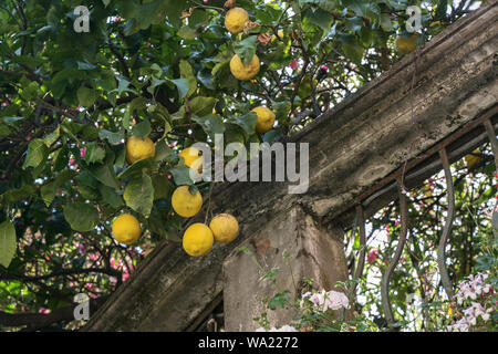 Lemon Tree mit Früchten auf einem alten Garten Wand in Monterosso, Cinque Terra Dorf am Mittelmeer in Ligurien, Italien Stockfoto