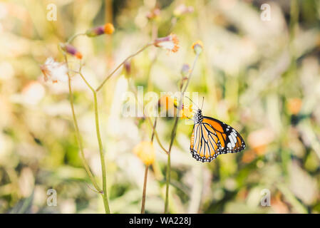 Schmetterling sitzt auf Löwenzahn - wie Blume (Gynura pseudochina). Verschwommenen Hintergrund. Stockfoto