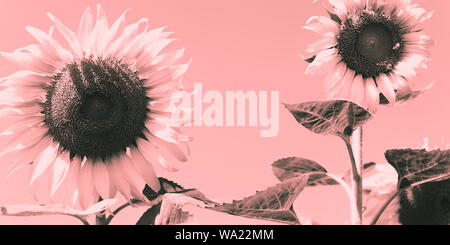 Sonnenblumen im Feld, eine Nahaufnahme, ein monochromes Bild Farben in rosa. Stockfoto