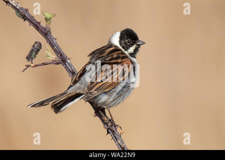 Männliche Rohrammer hocken auf einem dornigen Zweig Stockfoto