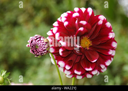 Rote und weiße Dahlien blühen und in der Knospe Stockfoto