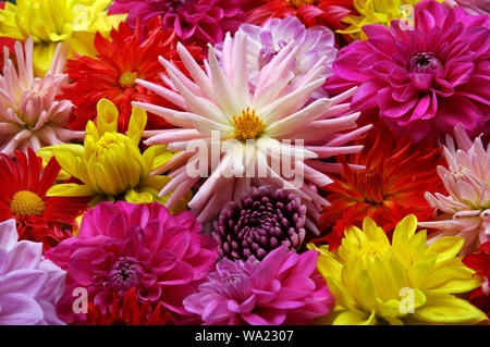 Hintergrund in verschiedenen Farben und Sorten von Dahlien Stockfoto