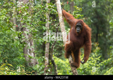 Orang-utans im Tanjung Puting Nationalpark, Borneo Stockfoto