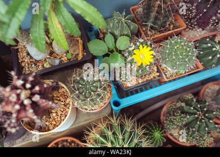 Sammlung von Kakteen auf dem Balkon, mehrere der Gattung Gymnocalycium, und andere, die mit einem gelben Kaktusblüte im Dickicht. Eine Ansicht von oben an. Stockfoto