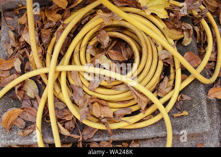 Gelber Gummi Garten Wasserschlauch Pipeline für die Bewässerung im Garten zu Hause auf dem Boden im Freien getrocknet Stockfoto