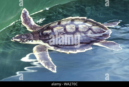 Eine Kemp's Ridley Meeresschildkröte (Lepidochelys kempii), die kleinste und gefährlichste Meeresschildkröte der Welt, wird im Turtle Hospital in den Florida Keys in Marathon, Florida, USA, in einem Pool schwimmen gesehen. Offiziell als Hidden Harbor Marine Environmental Project bezeichnet, hat diese Einrichtung seit der Eröffnung im Jahr 1986 mehr als 1,500 kranke und verletzte Meeresschildkröten gerettet, rehabilitiert und dann freigelassen. Kemp's Ridley Turtles leben hauptsächlich im Golf von Mexiko und standen vor dem Aussterben, bis sie 1977 von den US-amerikanischen und mexikanischen Regierungen geschützt wurden. Stockfoto