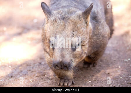 Südliche Behaarte-gerochene Wombat, Lasiorhinus latifrons, Süd Australien Stockfoto