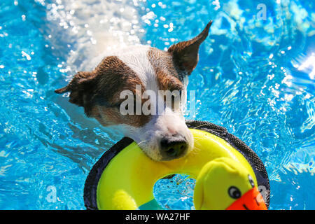 Jack Russell Terrier Hund schwimmen im Freien mit Spielzeug Ente im Mund Stockfoto