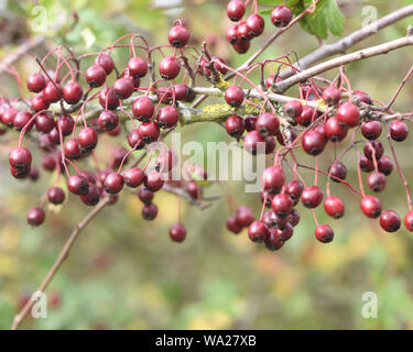 Rote Beeren oder, richtiger, pomes, der gemeinsamen Weißdorn (Rosa moschata) im Herbst Vögel, die den Samen verteilen. Bedgebury Wald, Ken Stockfoto