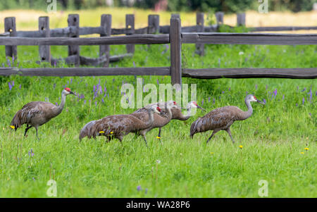 Weniger Sandhill Crane Familie in einem Feld Stockfoto