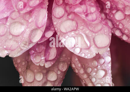 Regentropfen oder Wassertropfen auf einem rosa Blütenblätter. Makro Nahaufnahme erschossen. Stockfoto