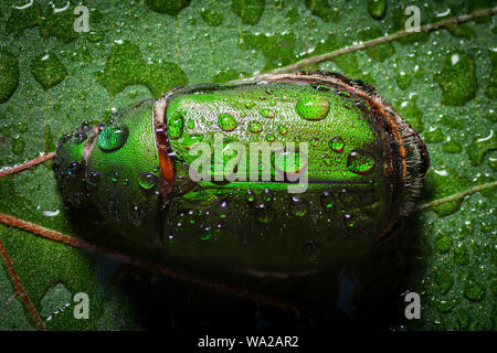 Ein nasses grün Beetle Bug ruht auf einem Blatt an einem regnerischen Tag mit Regen Wassertröpfchen. Stockfoto