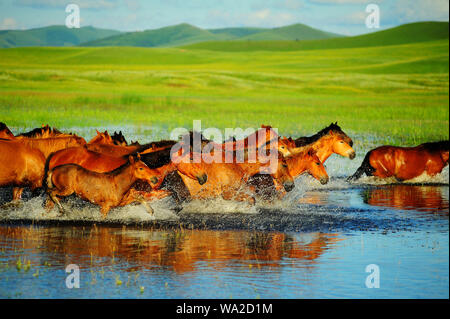 Pferde laufen Stockfoto