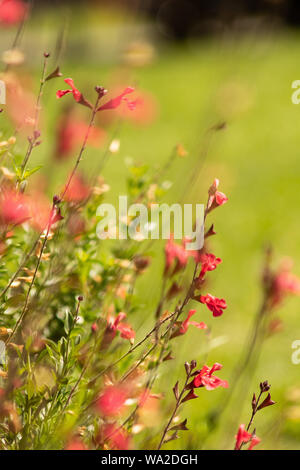 Viele kleine Blumen blühen im Sommer Stockfoto
