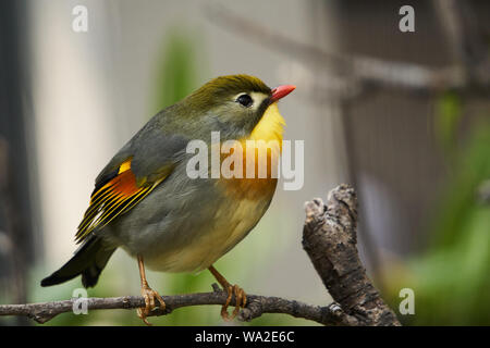 Rot-billed leiothrix Stockfoto