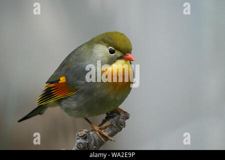 Rot-billed leiothrix Stockfoto