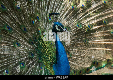 Der Pfau Stockfoto