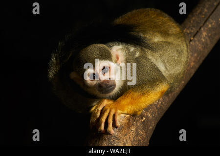 Totenkopfäffchen Stockfoto