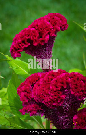 Leuchtend dunkelrosa Celosia cristata Blüten mit ausgeprägter, hirnähnlicher Haubenstruktur wachsen in einem üppigen Garten Stockfoto