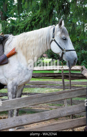 Ein dapple Grey Percheron draft horse ist bis gesattelt und auf Anzeige an Greenfield Village, am Henry Ford Museum in Dearborn, Michigan, USA Stockfoto