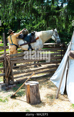 Ein dapple Grey Percheron draft horse ist bis gesattelt und auf Anzeige an Greenfield Village, am Henry Ford Museum in Dearborn, Michigan, USA Stockfoto