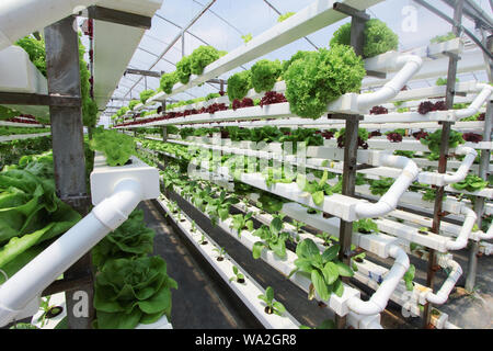 Frische organische Gemüse mit aquaponic oder hydroponic Landwirtschaft angebaut Stockfoto