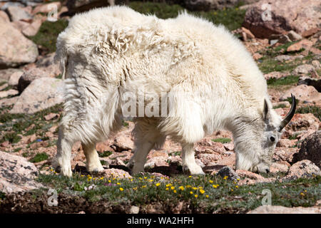 Eine Bergziege Schürfwunden auf einem Rocky Mountain Seite. Stockfoto