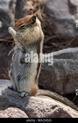 Eine weibliche Golden-mantled ground squirrel, daß Krankenpflege pups wurde reibt ihr Gesicht. Stockfoto
