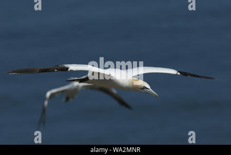 Eine schöne Gannett, Morus bassanus, Fliegen über dem Meer bei Bempton, Klippen, Yorkshire. Stockfoto