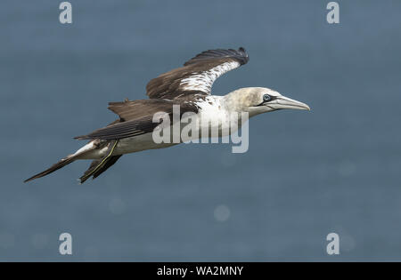 Eine schöne Gannett, Morus bassanus, Fliegen über dem Meer bei Bempton, Klippen, Yorkshire. Stockfoto
